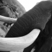 trek elephant