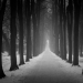 winter path - chernivtsi