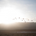 birds at sunset, nevada