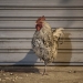 chicken - marrakesh