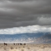 desert horses - nevada