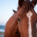 horse eyes