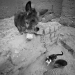 mule and cat - morocco