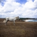 white horse - bulgaria