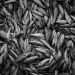 fish market - istanbul