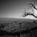 arizona tree