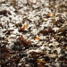 autumn leaves