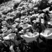 cala lillies
