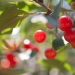 cherries