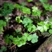 clover
