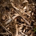 curling bark