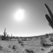 desert cacti