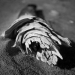driftwood