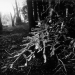 enchanted redwoods