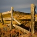 fence
