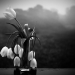 from out of our grief - tulips