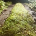 green path