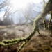 lichen sunrise