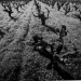 old vineyard