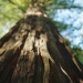 redwood sky