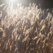 sunset grasses