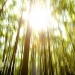 trees reaching for the light - ural mountains - ukraine