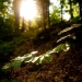 ukraine forest