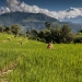rice field worker