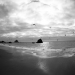 sea birds
